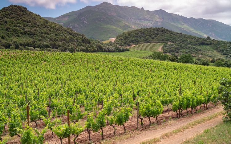 Sur la route des vins, à Patrimonio