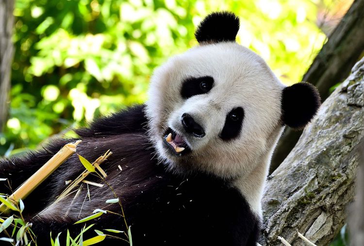 Pairi Daiza en Belgique : un parc animalier d'exception pour explorer les écosystèmes du monde entier