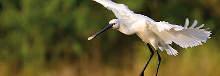 Où observer les oiseaux en France ?