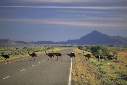 Emus Crossing The Road