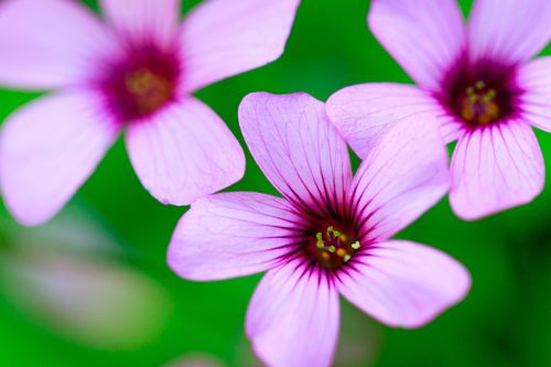 Vos photos de fleurs