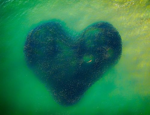 In winter, a shark is inside a salmon school when, chasing the baitfish, the shape became a heart shape. Avoca Beach, NSW (Australia)