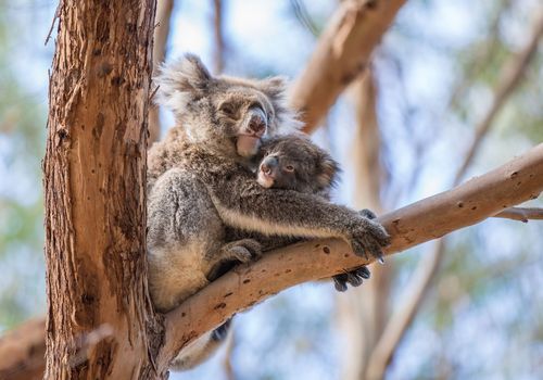 Koalas, Hanson Bay, Kangaroo Island, Australie du Sud