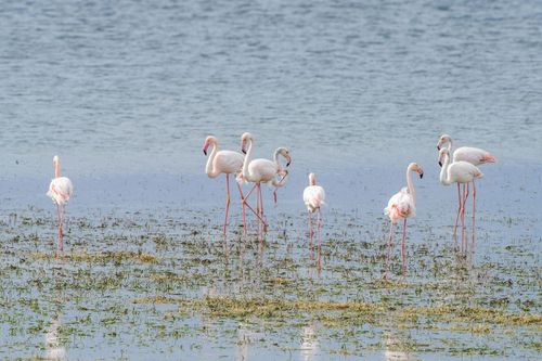 Ile des Flamants
