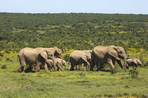 Addo Elephant National Park