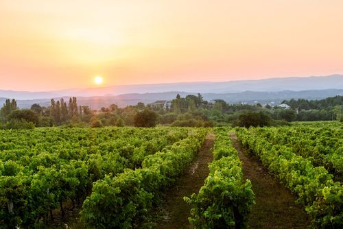 Ardèche Vignes