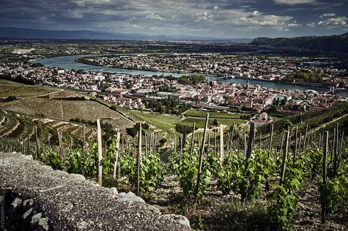 Vignes