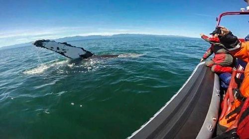 Baleine à bosse