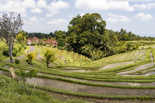 Bali Rizières