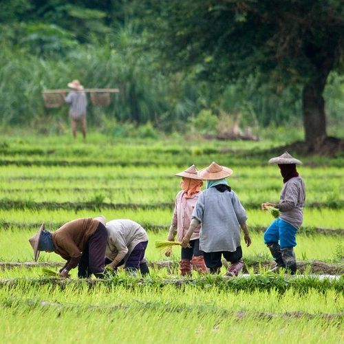 Thaïlande Rizières à Mae Hong Son