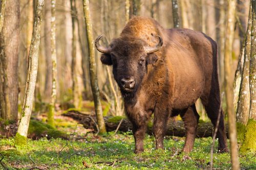 Pologne Białowieża Bison