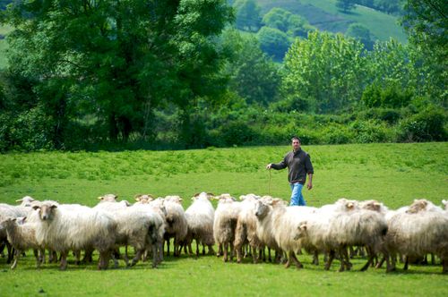 Route du fromage Ossau-Iraty, sur les traces des bergers et des fromagers