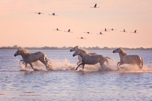 Camargue Chevaux