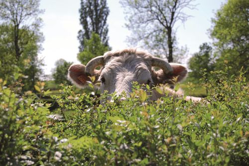 Charolais Vache