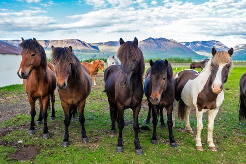 Chevaux