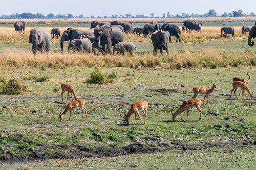 Parc national de Chobe