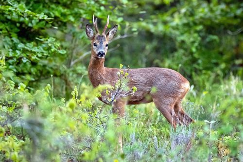 Compiègne Forêt Chevreuil