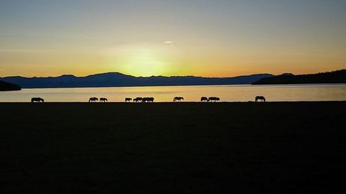 Mongolie