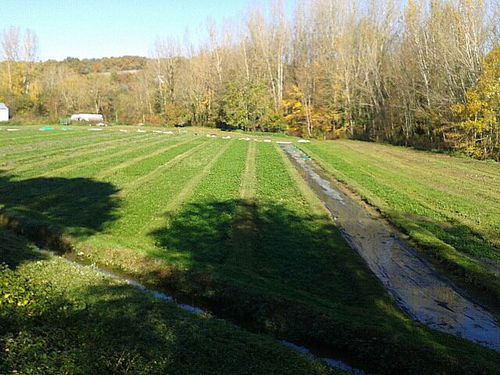 Essonne Cresson aux Boutards