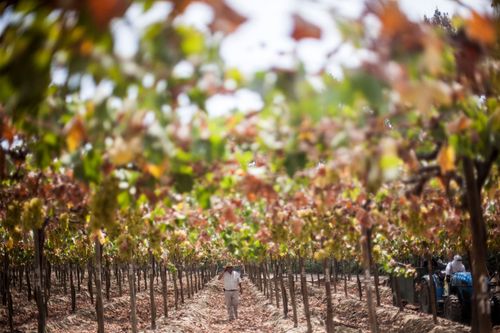 La route du pisco au Pérou : un itinéraire gourmand entre distilleries et paysages grandioses