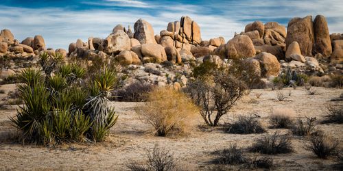 Desert Mojave Etats Unis