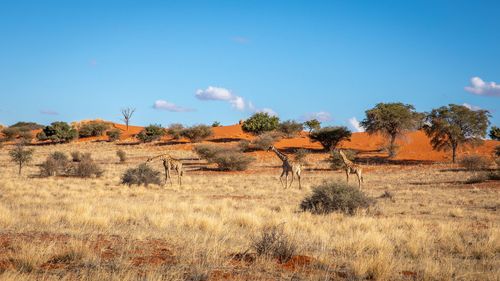 Désert du Kalahari