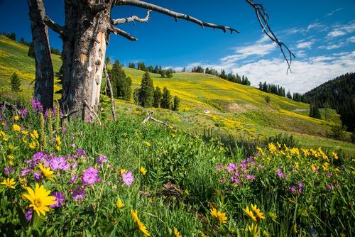 Wyoming Yellowstone Dunraven Pass