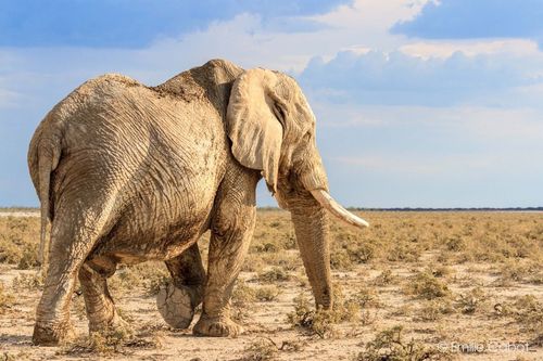 Namibie éléphant