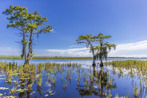 Everglades