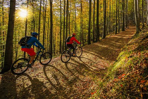 Forêt automne vélo