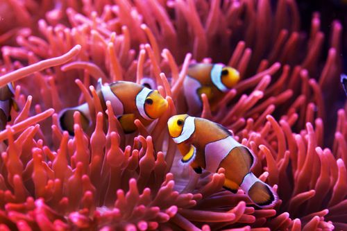 Grande barrière corail Poisson clown Australie