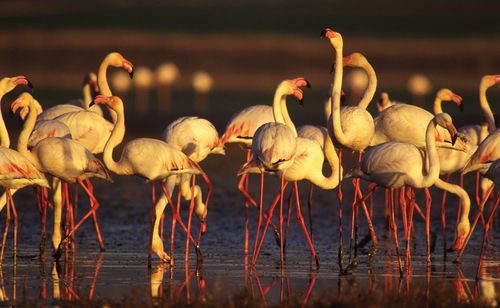 Groupe de flamants