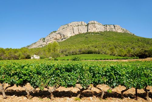 Hérault Pic Saint-Loup Vignes