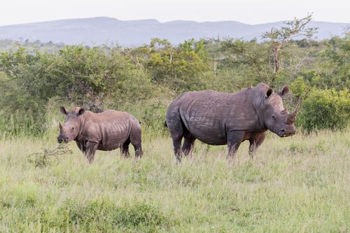 Hluhluwe-Umfolozi Rhinoceros blanc
