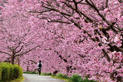 Japon Kawazu Shizuoka