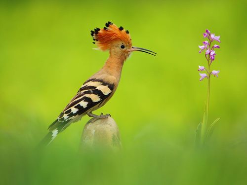 Huppe fasciée et orchidée