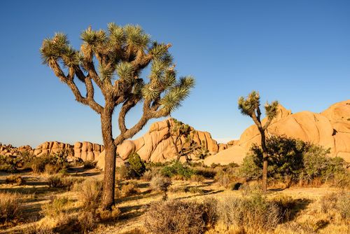 Joshua Tree (yucca)