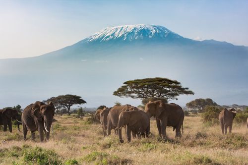 Kenya Amboseli Kilimandjaro