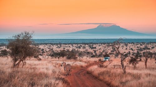 Kenya Tsavo