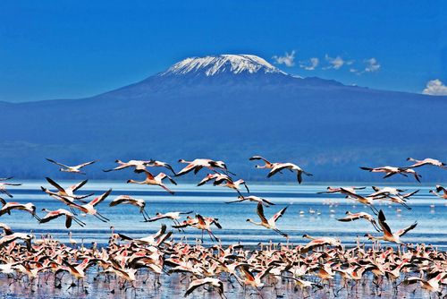 Kilimandjaro Tanzanie Montagne