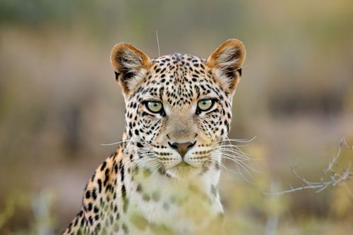 Léopard Big five Afrique du Sud
