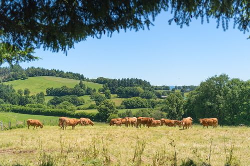 Limousin Vaches