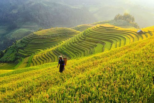 Mù Cang Chải - rizières