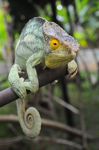 Madagascar Caméléon furcifer