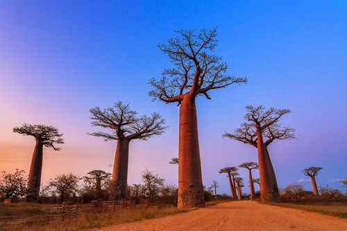 Madagascar Allée des baobabs
