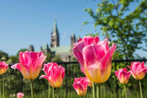 Ottawa, capitale nord-américaine des tulipes
