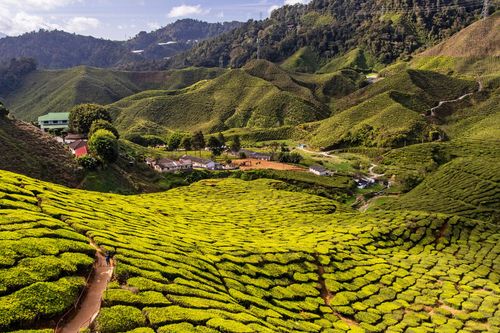 Malaisie Cameron Highlands