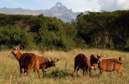 Mont Kenya