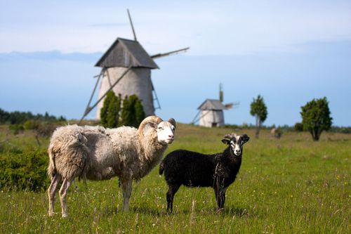 Île de Gotland