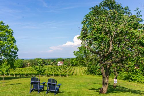 Vigne de Niagara-on-the-Lake